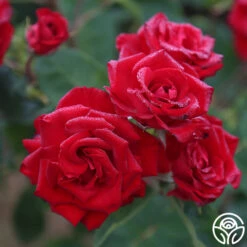 New Release -Heirloom Roses The Lady In Red 2
