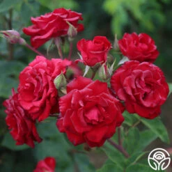 Lady In Red™ 14 Lady In Red™ -Heirloom Roses The Lady In Red 3