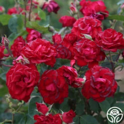 Lady In Red™ 19 Lady In Red™ -Heirloom Roses The Lady In Red 4