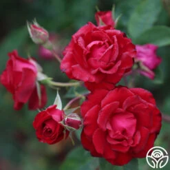 Lady In Red™ 17 Lady In Red™ -Heirloom Roses The Lady In Red 5