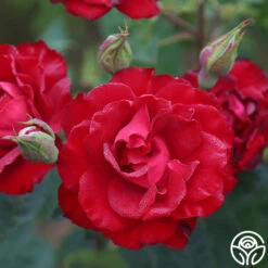 Lady In Red™ 16 Lady In Red™ -Heirloom Roses The Lady In Red 8