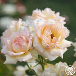 The Lady -Heirloom Roses The Lady 06