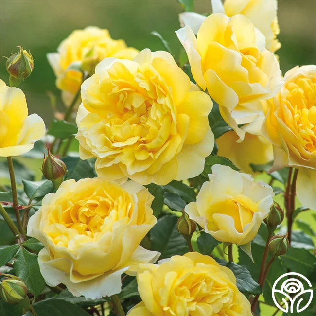 The Poet's Wife 4 The Poet's Wife - Image 2