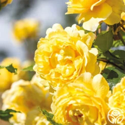 The Poet's Wife 17 The Poet's Wife -Heirloom Roses The Poet s Wife 12