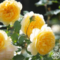 The Poet's Wife 23 The Poet's Wife -Heirloom Roses The Poet s Wife 14