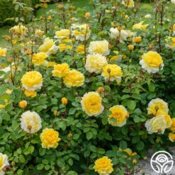 The Poet's Wife 16 The Poet's Wife -Heirloom Roses The Poet s Wife 15