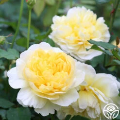 The Poet's Wife 22 The Poet's Wife -Heirloom Roses The Poet s Wife 16