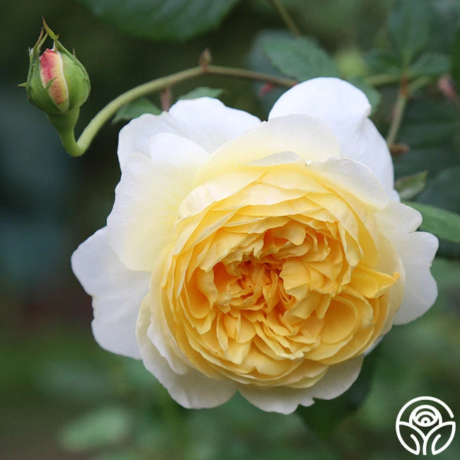 The Poet's Wife 10 The Poet's Wife - Image 8