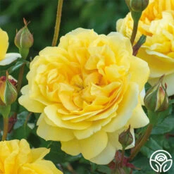 The Poet's Wife 19 The Poet's Wife -Heirloom Roses The Poet s Wife 19