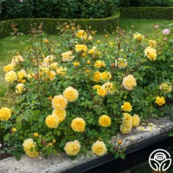 The Poet's Wife 18 The Poet's Wife -Heirloom Roses The Poet s Wife 20