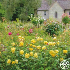 The Poet's Wife 20 The Poet's Wife -Heirloom Roses The Poet s Wife 21