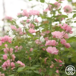 The Fairy -Heirloom Roses The fairy 13