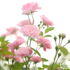 The Fairy -Heirloom Roses The fairy 18