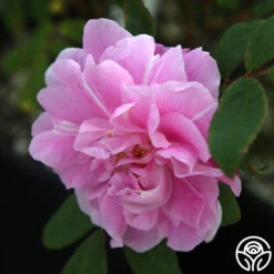 Thérèse Bugnet -Heirloom Roses Therese Bugnet 2