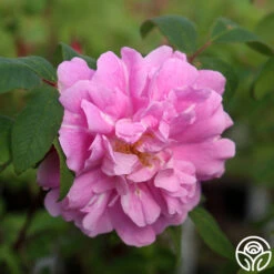 Thérèse Bugnet -Heirloom Roses Therese Bugnet 3