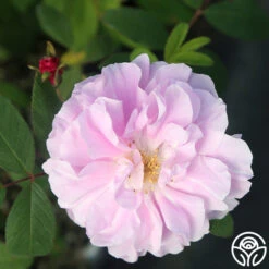 Thérèse Bugnet -Heirloom Roses Therese Bugnet 5