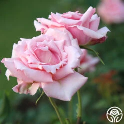 Tiffany 20 Tiffany -Heirloom Roses Tiffany034