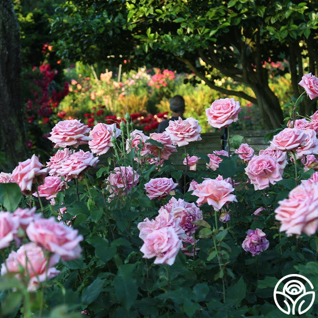 Tiffany 4 Tiffany - Image 2