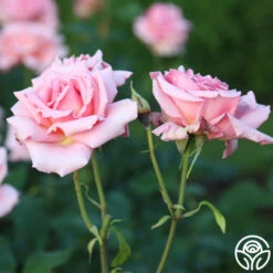 Tiffany 18 Tiffany -Heirloom Roses Tiffany 11