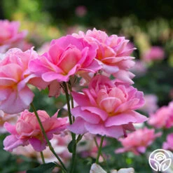 Tiffany 22 Tiffany -Heirloom Roses Tiffany 34