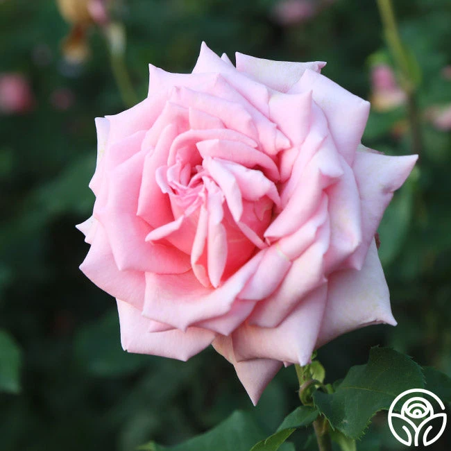 Tiffany 13 Tiffany - Image 11