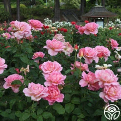 Tiffany 21 Tiffany -Heirloom Roses Tiffany 9094