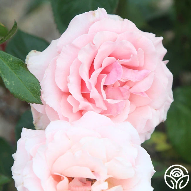 Tournament Of Roses 6 Tournament Of Roses - Image 4