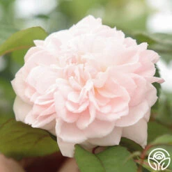 Tranquility™ 10 Tranquility™ -Heirloom Roses Tranquility 111