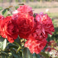 Tropical Lightning 20 Tropical Lightning -Heirloom Roses Tropical Lightning 11