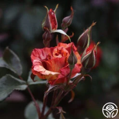 Tropical Lightning 16 Tropical Lightning -Heirloom Roses Tropical Lightning 12