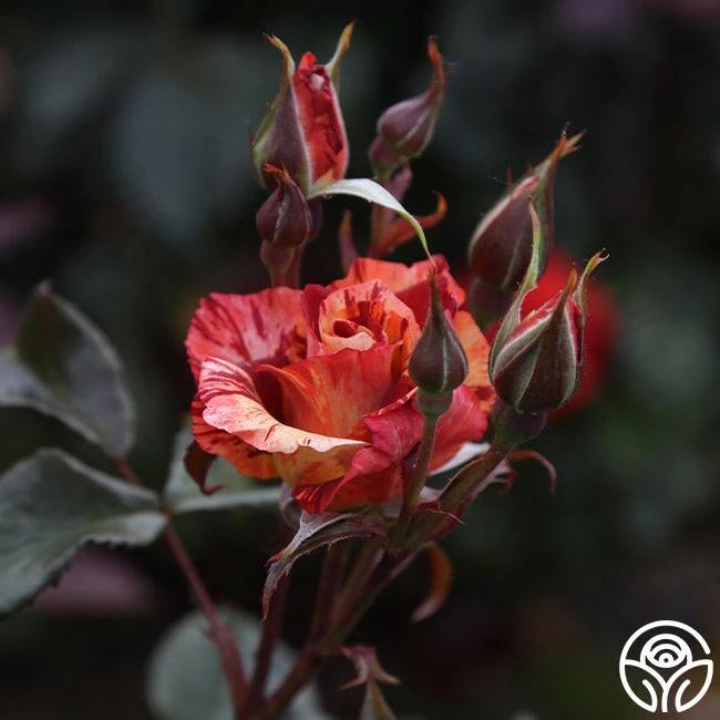 Tropical Lightning 7 Tropical Lightning - Image 5