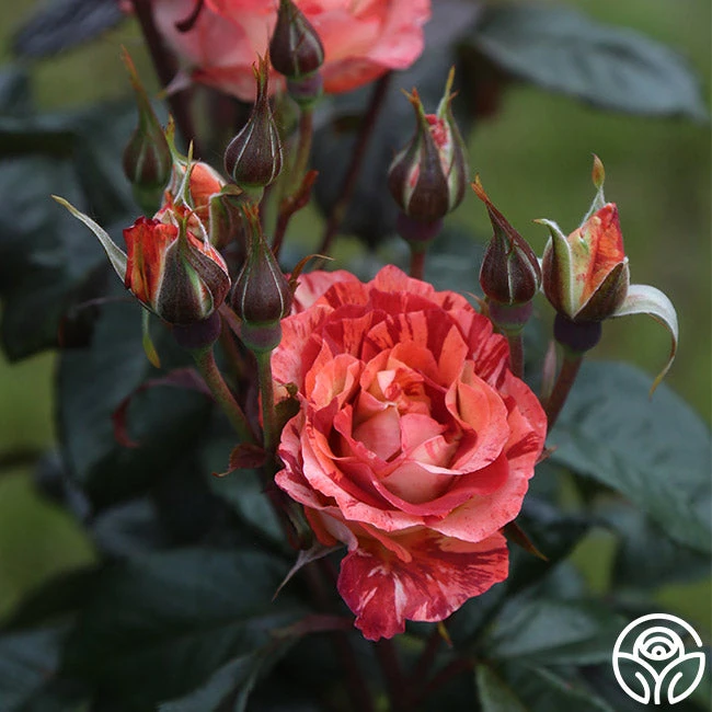 Tropical Lightning 4 Tropical Lightning - Image 2