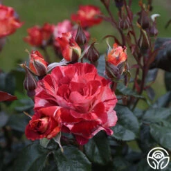 Tropical Lightning 19 Tropical Lightning -Heirloom Roses Tropical Lightning 17