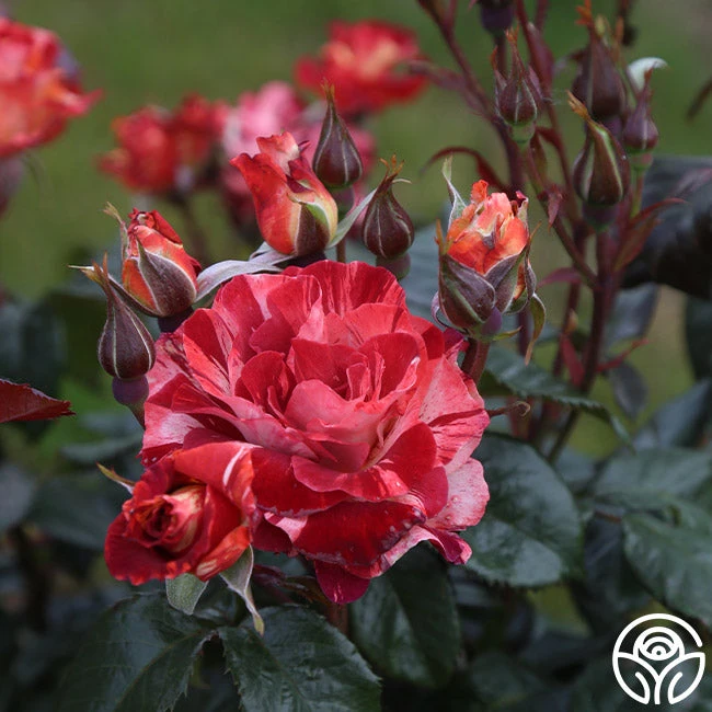 Tropical Lightning 10 Tropical Lightning - Image 8
