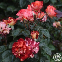 Tropical Lightning 15 Tropical Lightning -Heirloom Roses Tropical Lightning 19