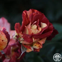 Tropical Lightning 18 Tropical Lightning -Heirloom Roses Tropical Lightning 20