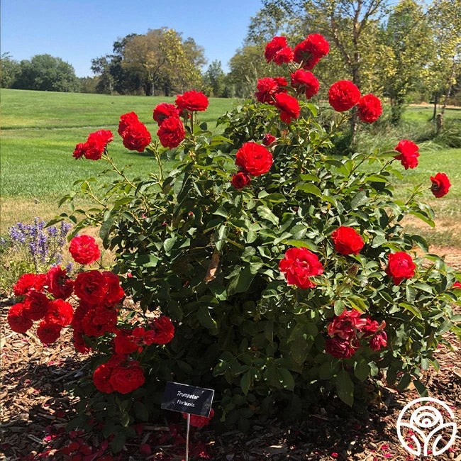 Trumpeter 4 Trumpeter - Image 2