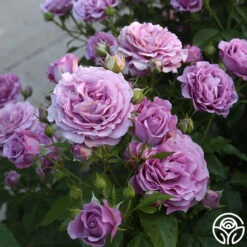 Violet's Pride™ -Heirloom Roses Violet s Pride 11