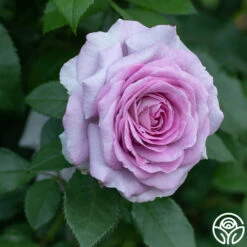 Violet's Pride™ -Heirloom Roses Violet s Pride 11111
