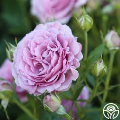 Violet's Pride™ -Heirloom Roses Violet s Pride 11 855d3213 de96 4970 825b 25ec11310e83