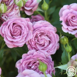 Violet's Pride™ -Heirloom Roses Violet s Pride 12