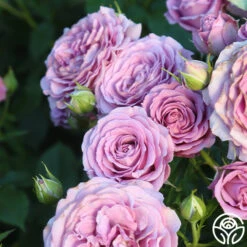 Violet's Pride™ -Heirloom Roses Violet s Pride 13