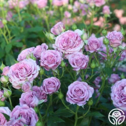 Violet's Pride™ -Heirloom Roses Violet s Pride 14