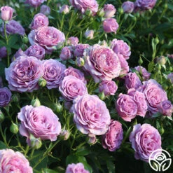 Violet's Pride™ -Heirloom Roses Violet s Pride 17