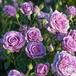 Violet's Pride™ -Heirloom Roses Violet s Pride 20