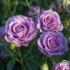 Violet's Pride™ 1 Violet's Pride™ -Heirloom Roses Violet s Pride 345