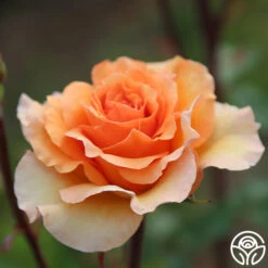Welsh Gold™ -Heirloom Roses Welsh Gold 12