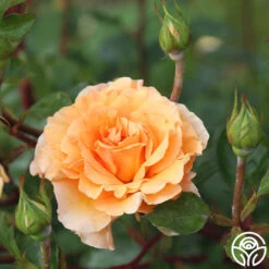 Welsh Gold™ -Heirloom Roses Welsh Gold 13