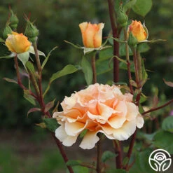 Welsh Gold™ -Heirloom Roses Welsh Gold 16