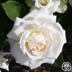 White Floorshow -Heirloom Roses White Floorshow 02